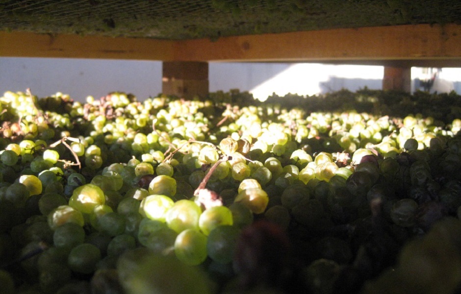 Uva vespaiola del vino passito Torcolato Gallio di Breganze messa ad appassire