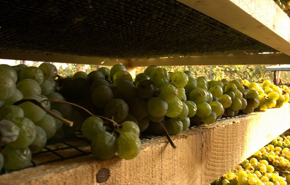 Uva vespaiola del vino passito Torcolato Gallio di Breganze passita
