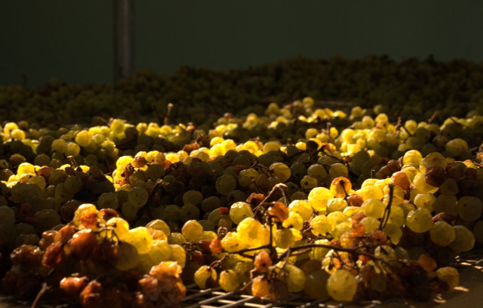 Uva vespaiola del vino passito Torcolato Gallio di Breganze messa ad appassire