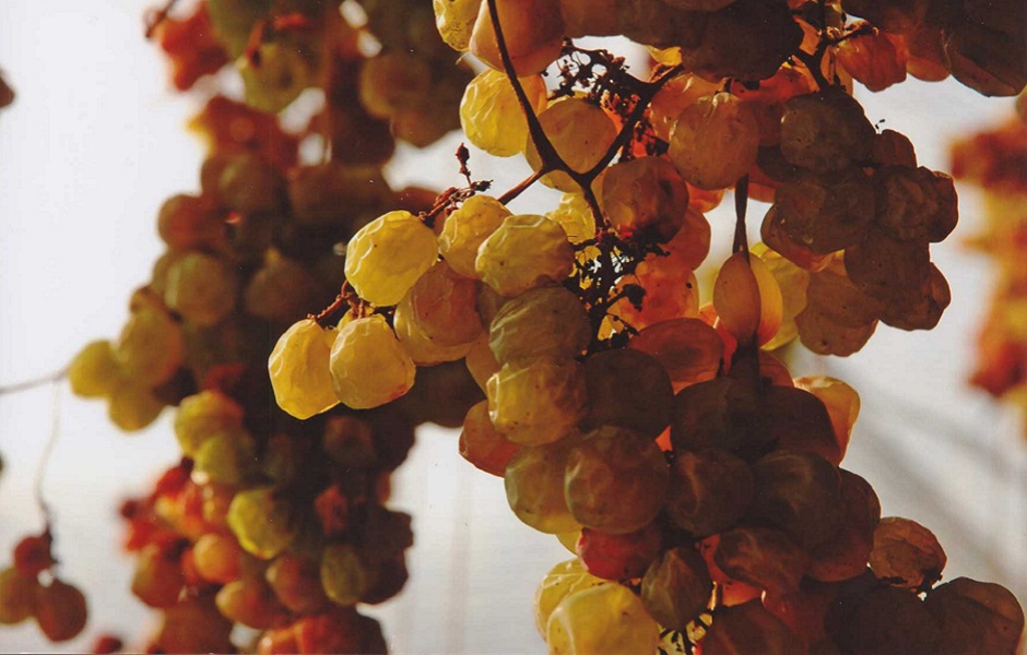 Uva vespaiola del vino passito Torcolato Gallio di Breganze