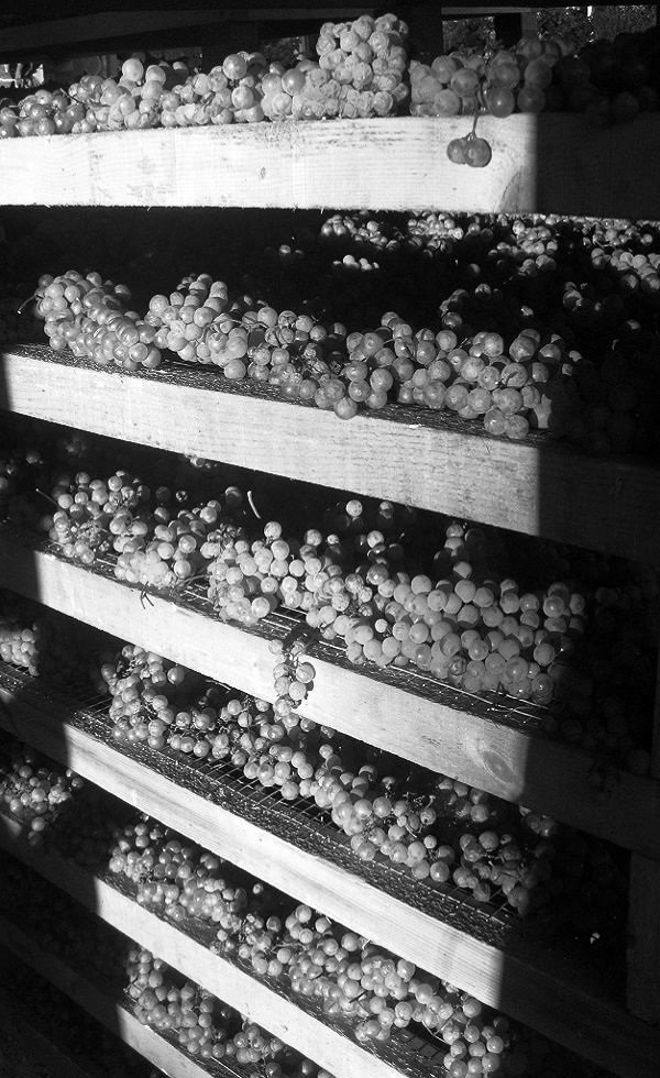 Cenni storici del vino dolce di Breganze Torcolato
